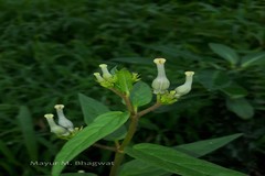 Ceropegia maccannii